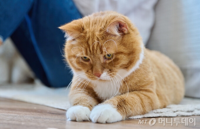 고양이다!!/사진=/사진제공=/AFPBBNews=뉴스1/AFPBBNews=뉴스1/AP=뉴시스/신화=뉴시스 /사진=곽태원